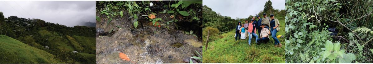 Diseño de cuatro fotografías donde se ve la zona de Monteloro, lo nacimientos de agua y las familia beneficiada 
